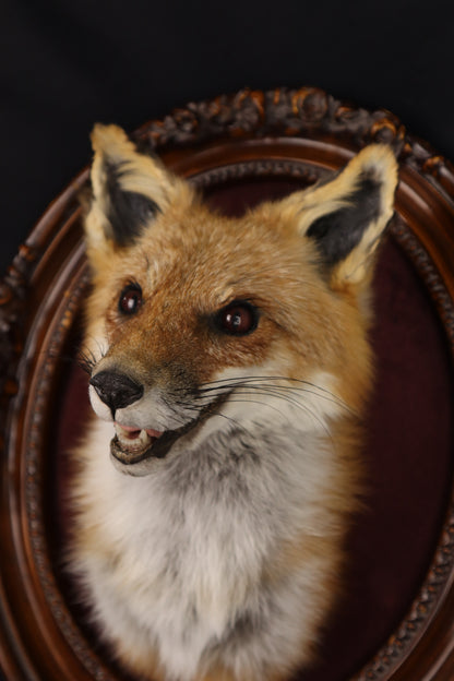 Taxidermy Red Fox in Ornate Frame