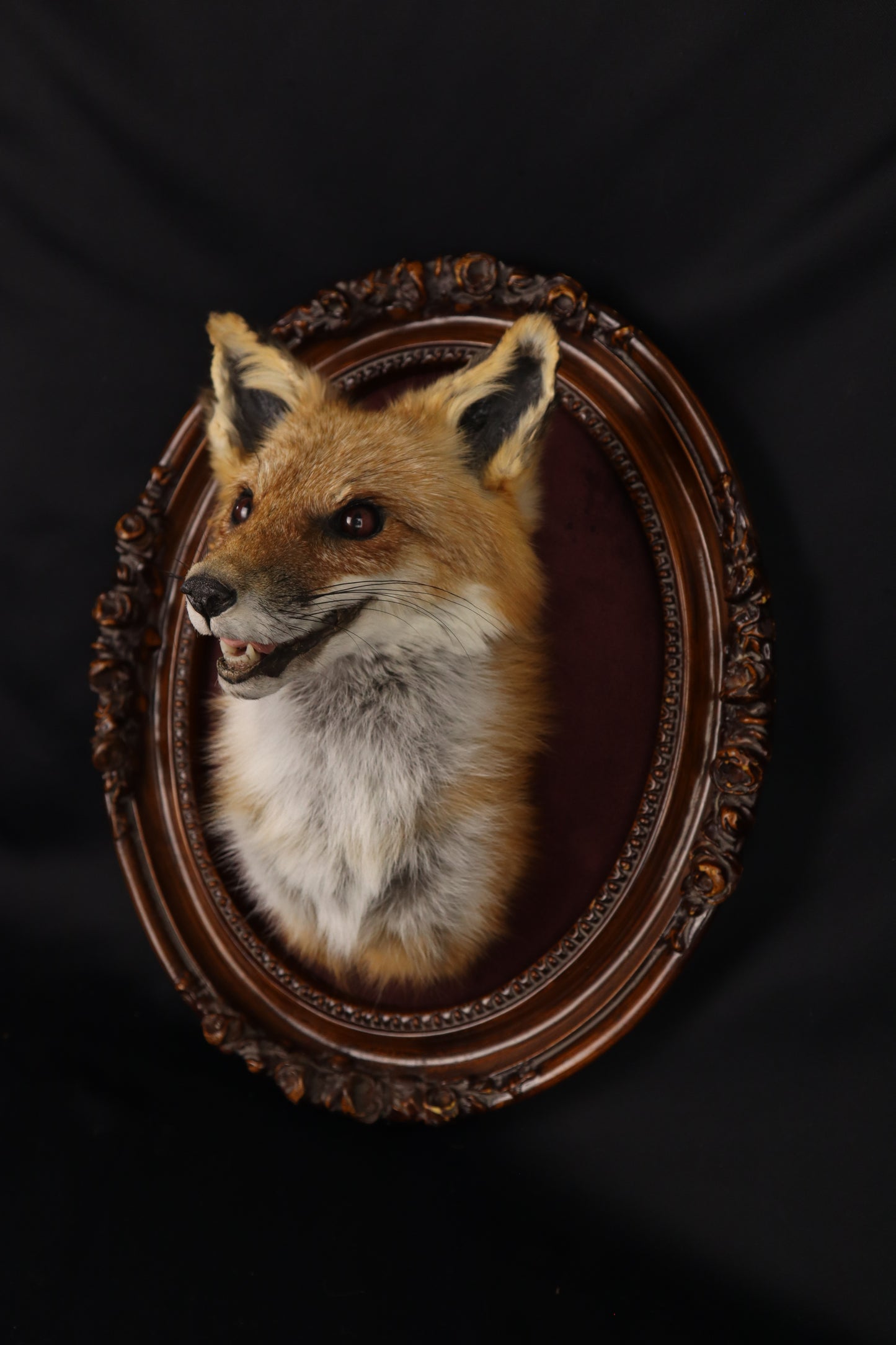 Taxidermy Red Fox in Ornate Frame