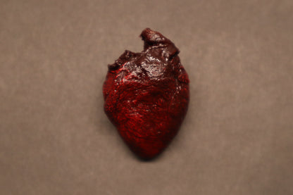 Dry Preserved Bobcat Kitten Heart