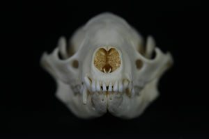 Damaged Raccoon Skull