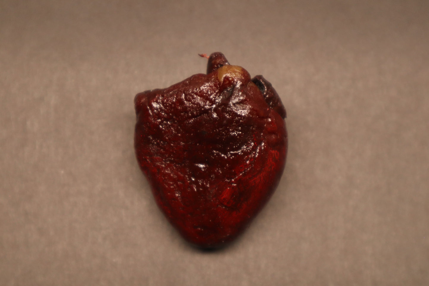 Dry Preserved Bobcat Heart