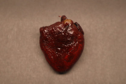Dry Preserved Bobcat Heart