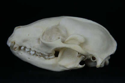 Damaged Raccoon Skull