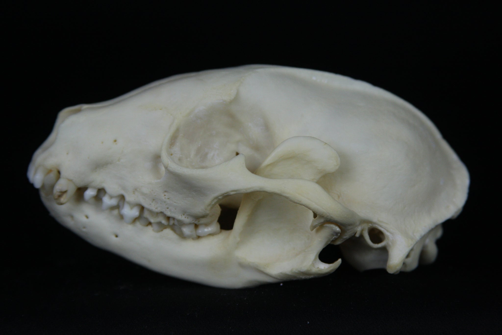 Damaged Raccoon Skull