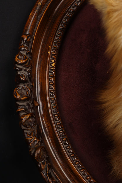 Taxidermy Red Fox in Ornate Frame