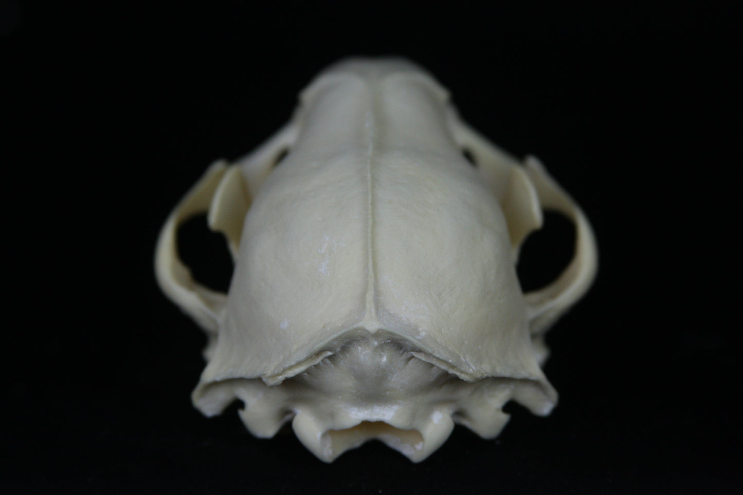 Damaged Raccoon Skull