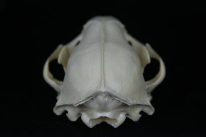 Damaged Raccoon Skull