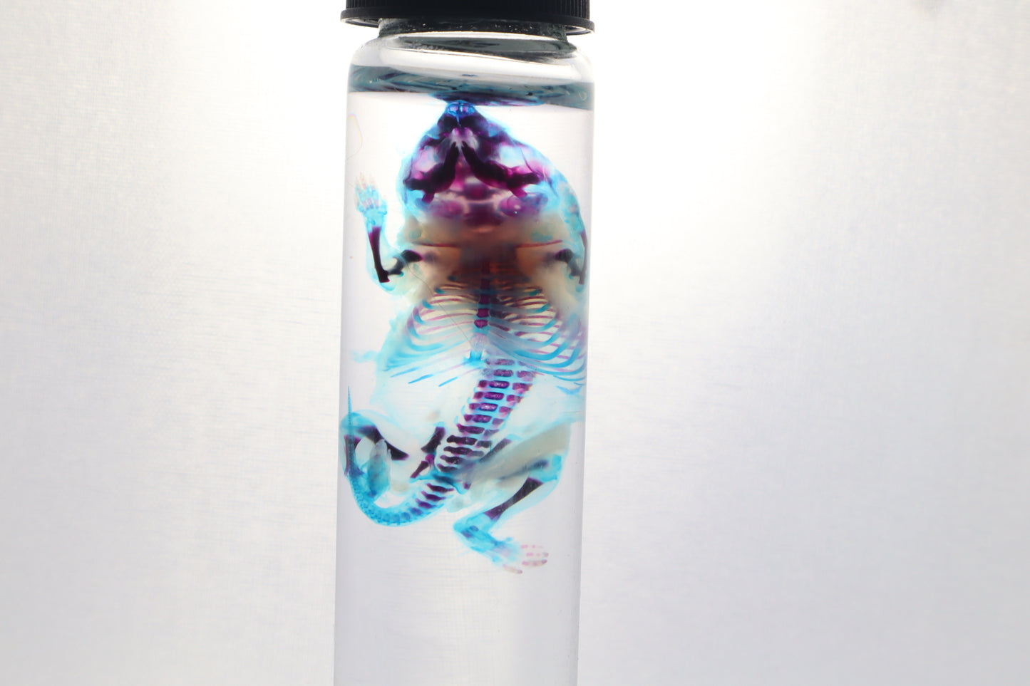 Diaphonized Baby Mouse