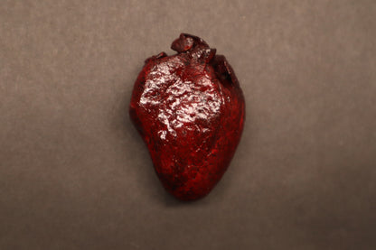 Dry Preserved Bobcat Heart