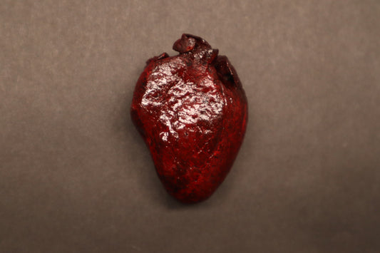 Dry Preserved Bobcat Heart