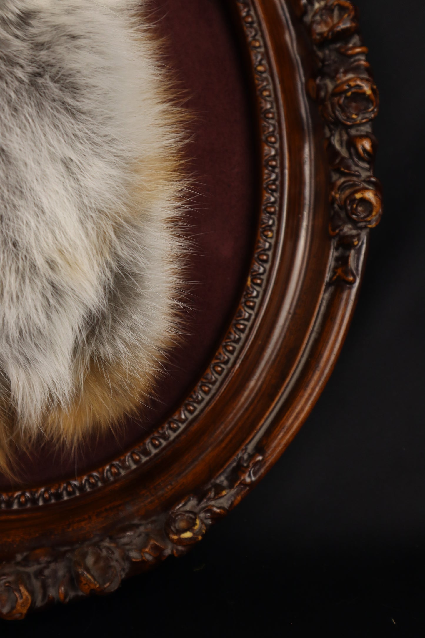 Taxidermy Red Fox in Ornate Frame