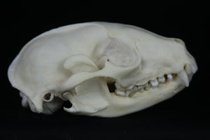 Damaged Raccoon Skull