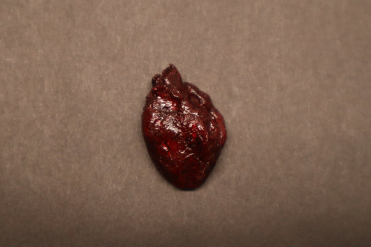 Dry Preserved Kitten Heart