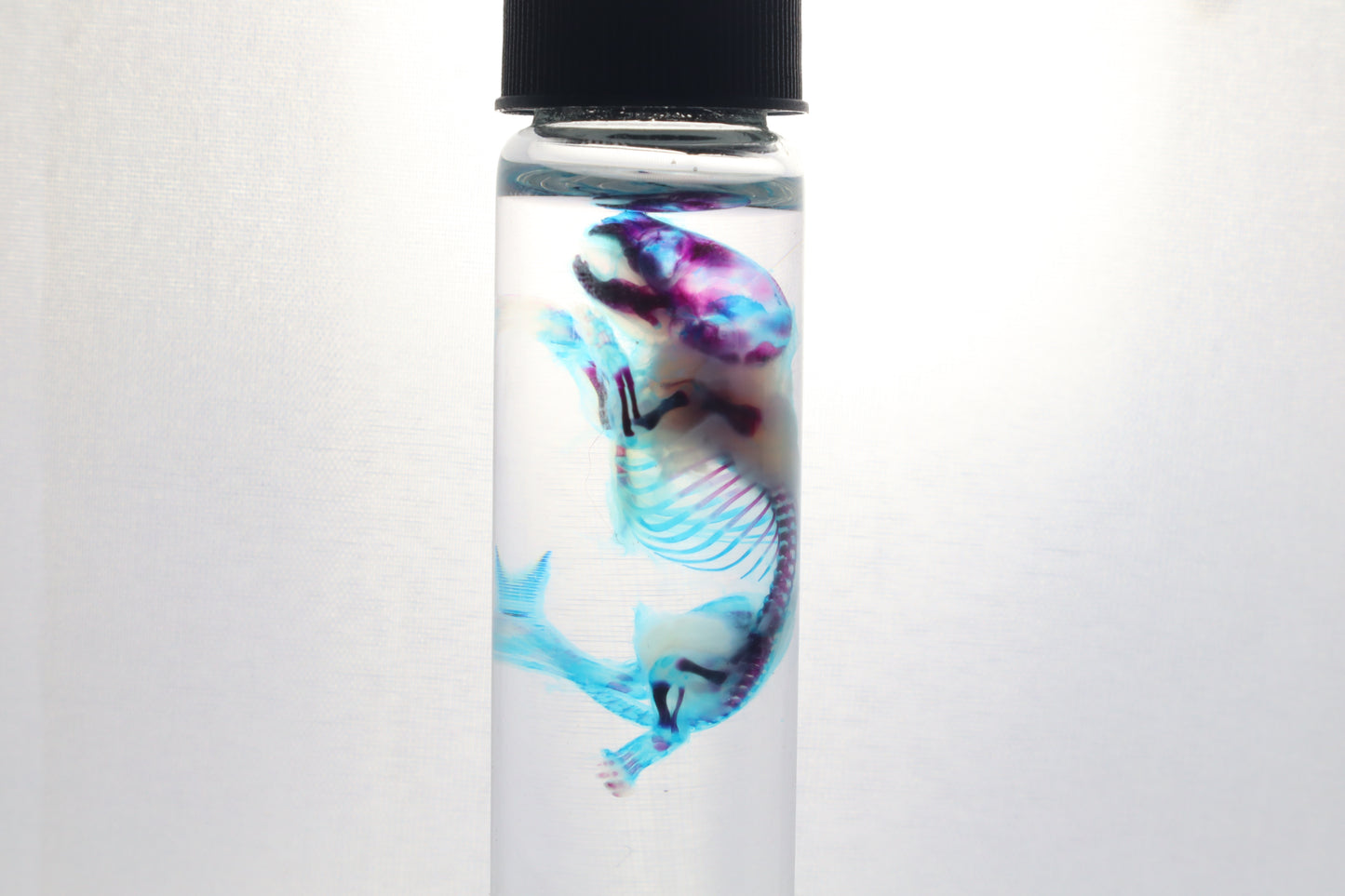 Diaphonized Baby Mouse