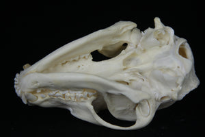 Damaged Raccoon Skull