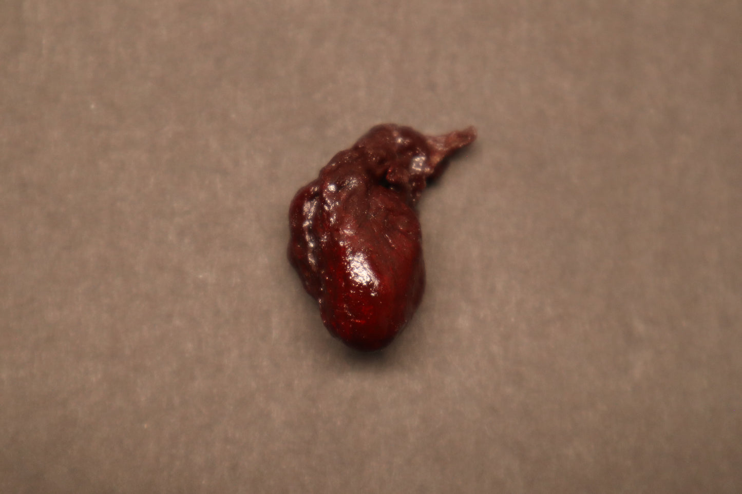 Dry Preserved Kitten Heart