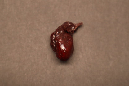 Dry Preserved Kitten Heart