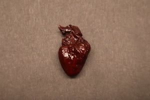 Dry Preserved Kitten Heart
