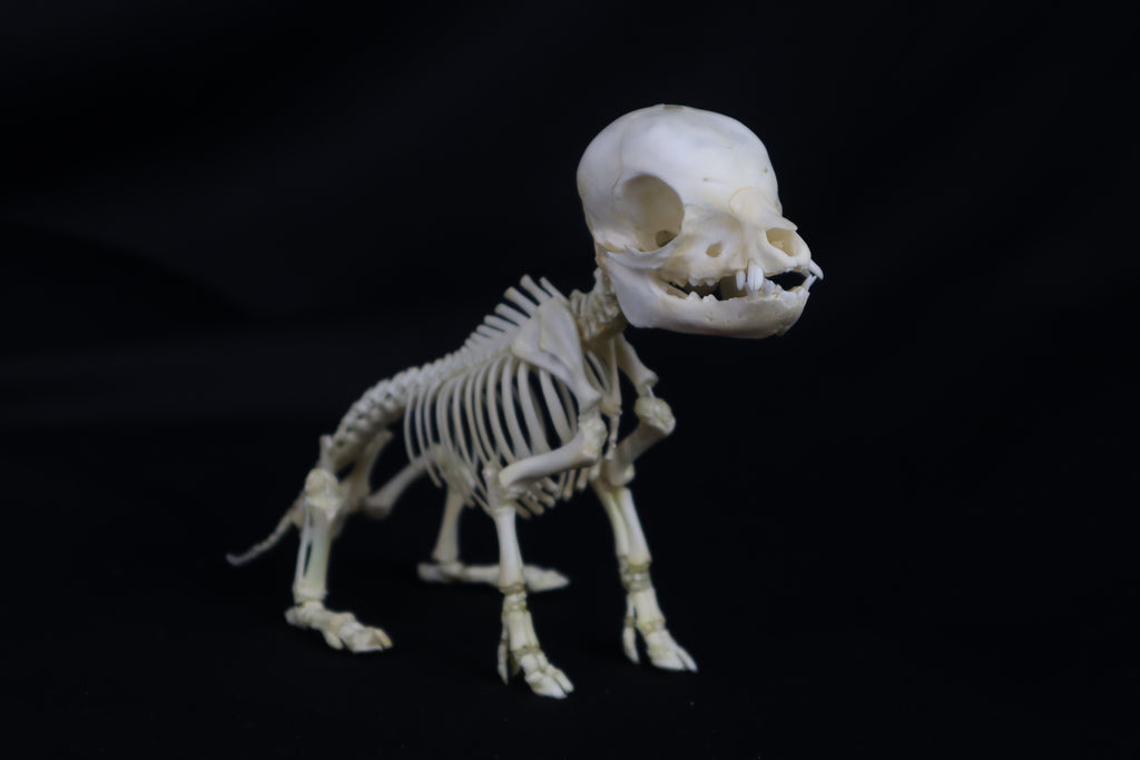 Articulated Piglet Skeleton