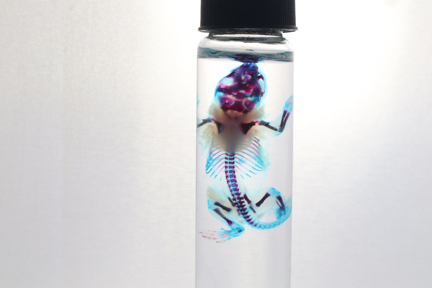 Diaphonized Baby Mouse