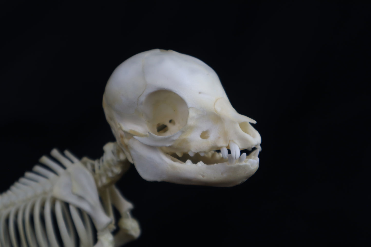 Articulated Piglet Skeleton