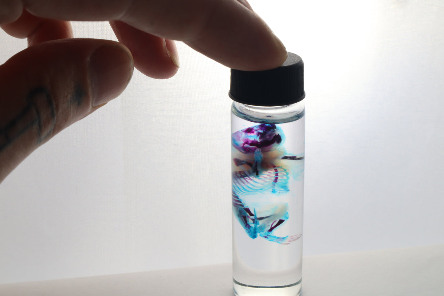 Diaphonized Baby Mouse