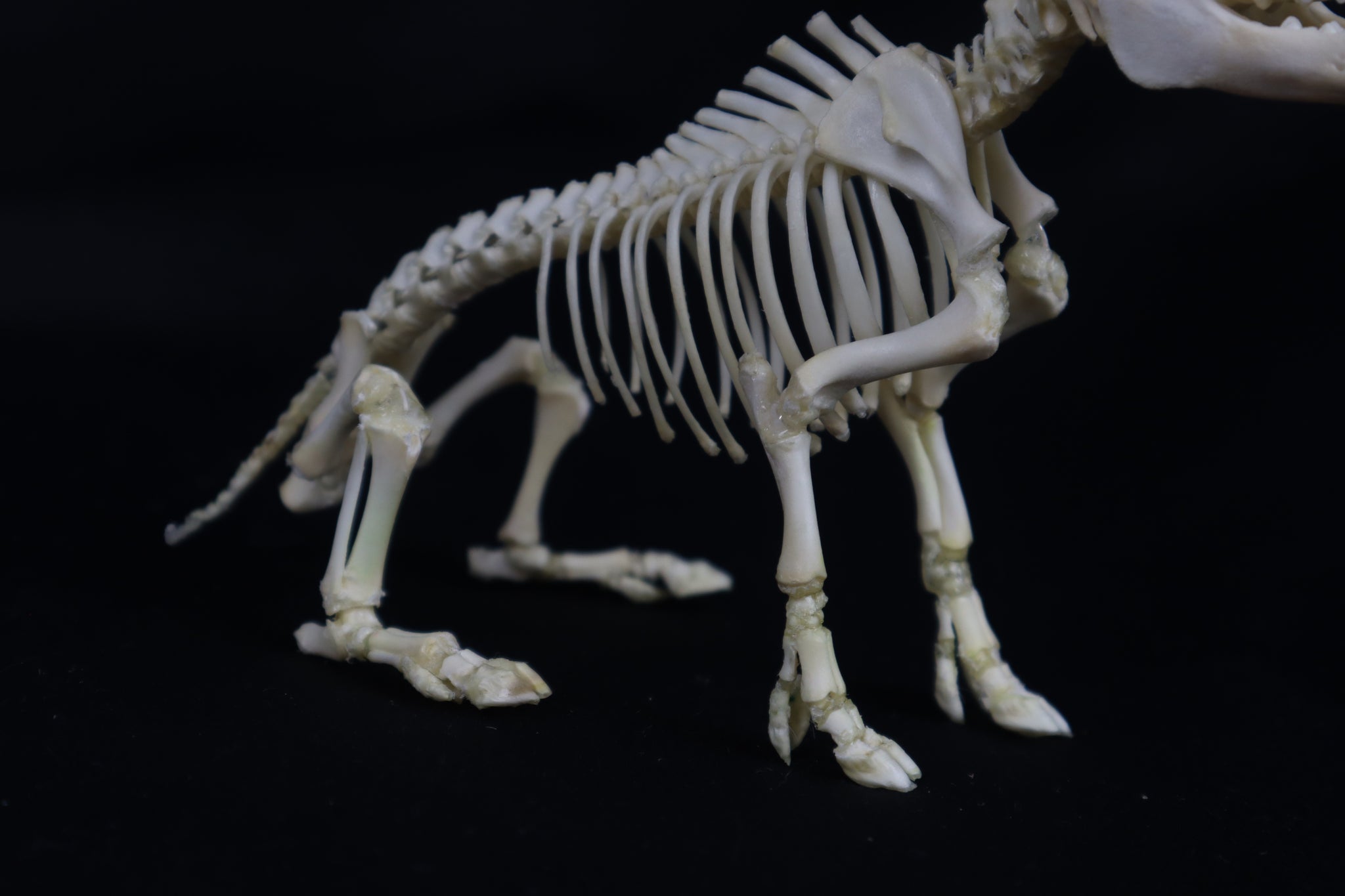 Articulated Piglet Skeleton