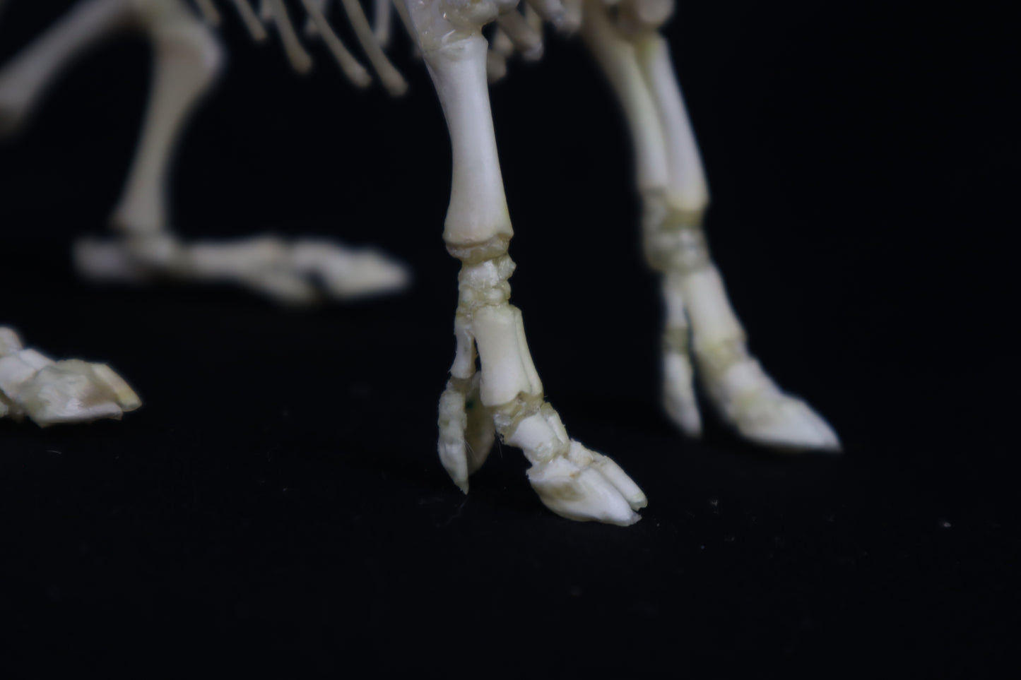 Articulated Piglet Skeleton