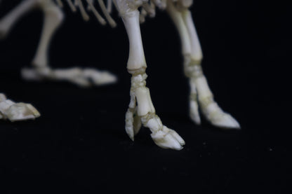 Articulated Piglet Skeleton