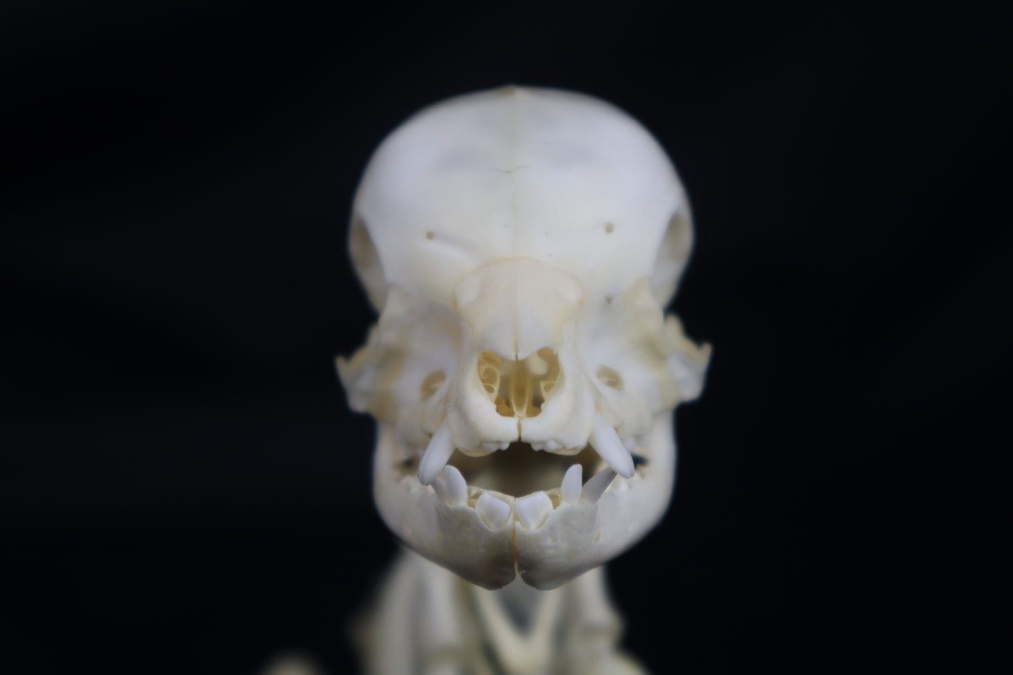Articulated Piglet Skeleton