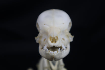 Articulated Piglet Skeleton
