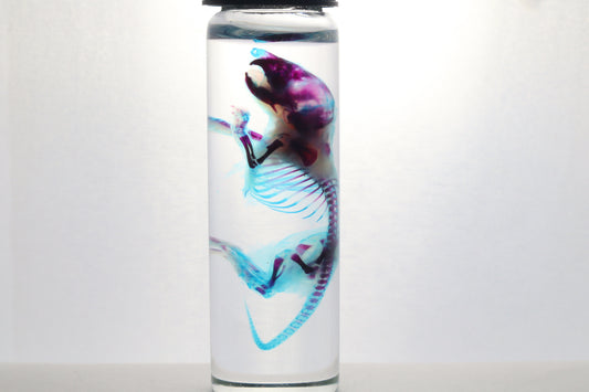 Diaphonized Baby Mouse