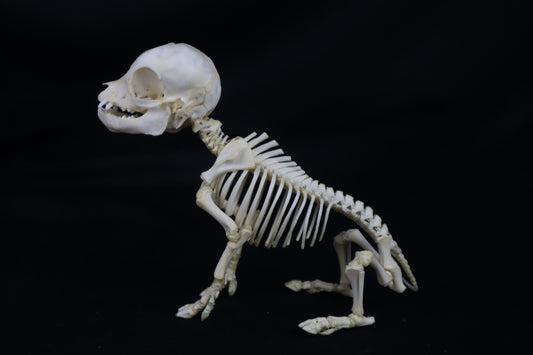 Articulated Piglet Skeleton