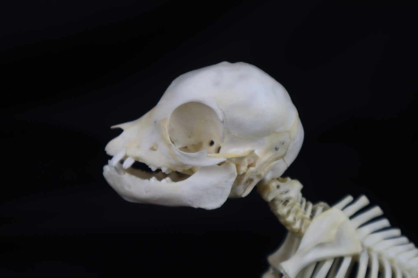 Articulated Piglet Skeleton