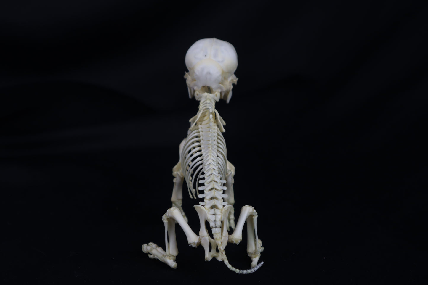 Articulated Piglet Skeleton