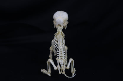 Articulated Piglet Skeleton