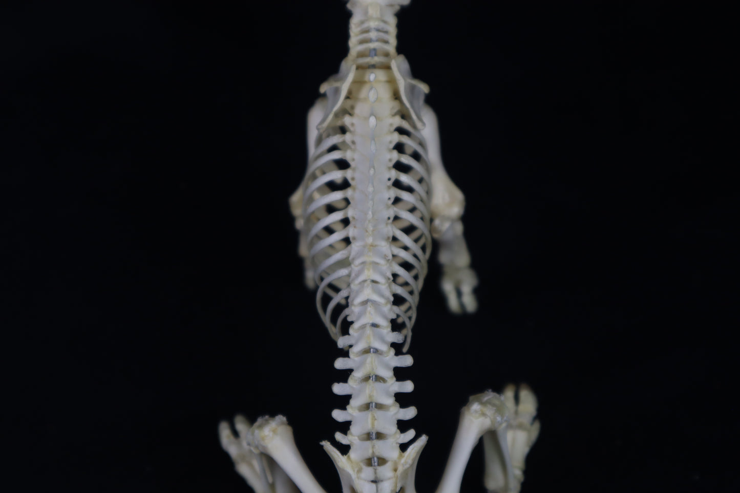 Articulated Piglet Skeleton