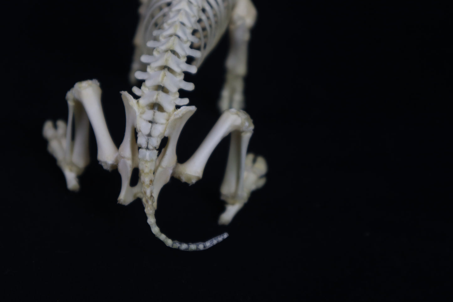 Articulated Piglet Skeleton