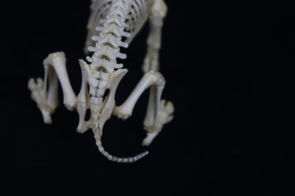Articulated Piglet Skeleton