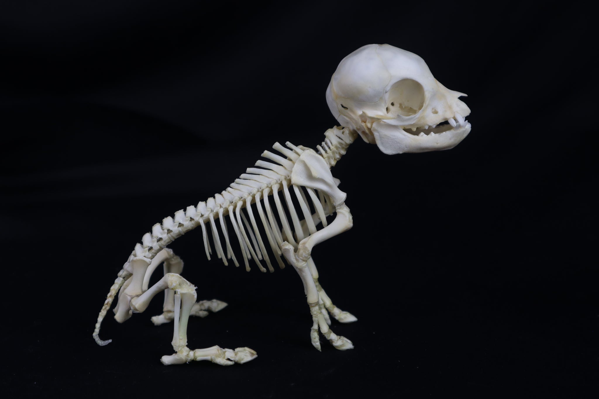 Articulated Piglet Skeleton