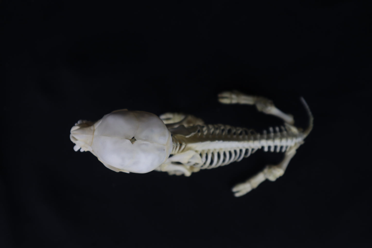 Articulated Piglet Skeleton
