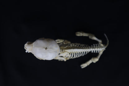 Articulated Piglet Skeleton