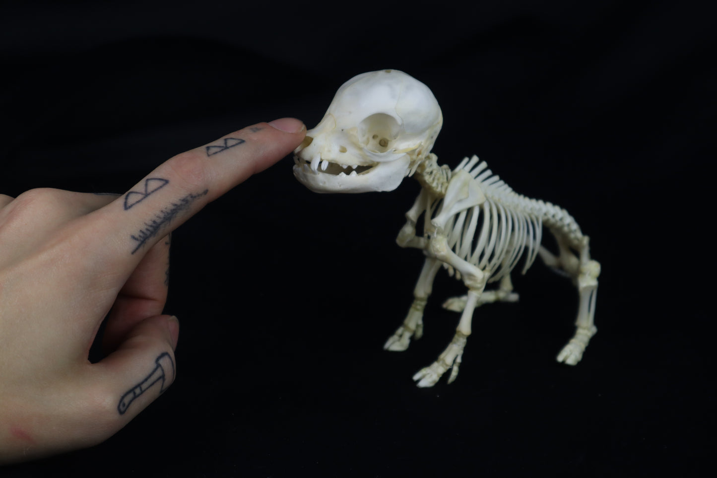 Articulated Piglet Skeleton