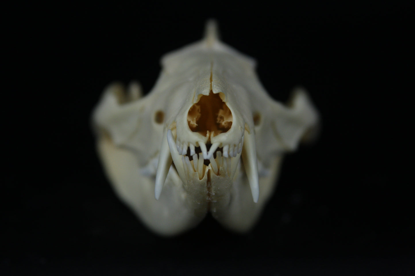 Opossum Skull