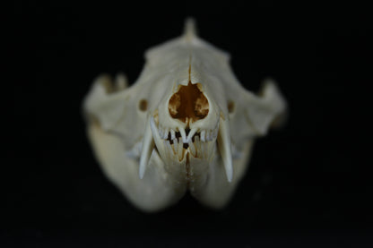 Opossum Skull