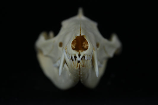 Opossum Skull