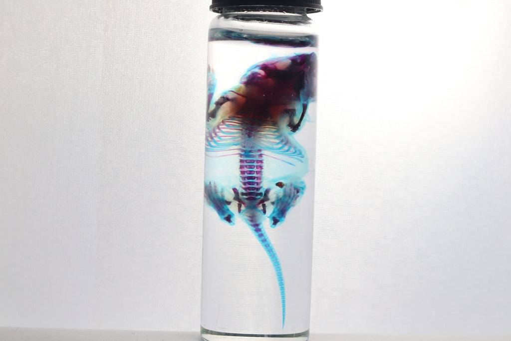 Diaphonized Baby Mouse