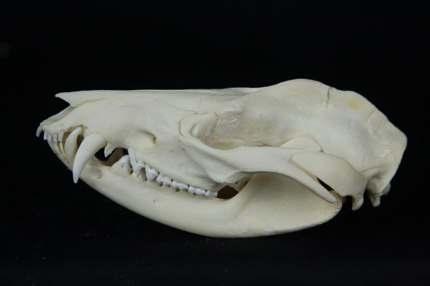 Opossum Skull
