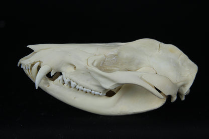Opossum Skull