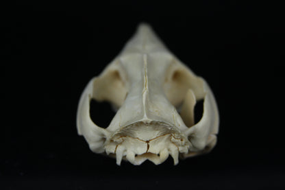 Opossum Skull